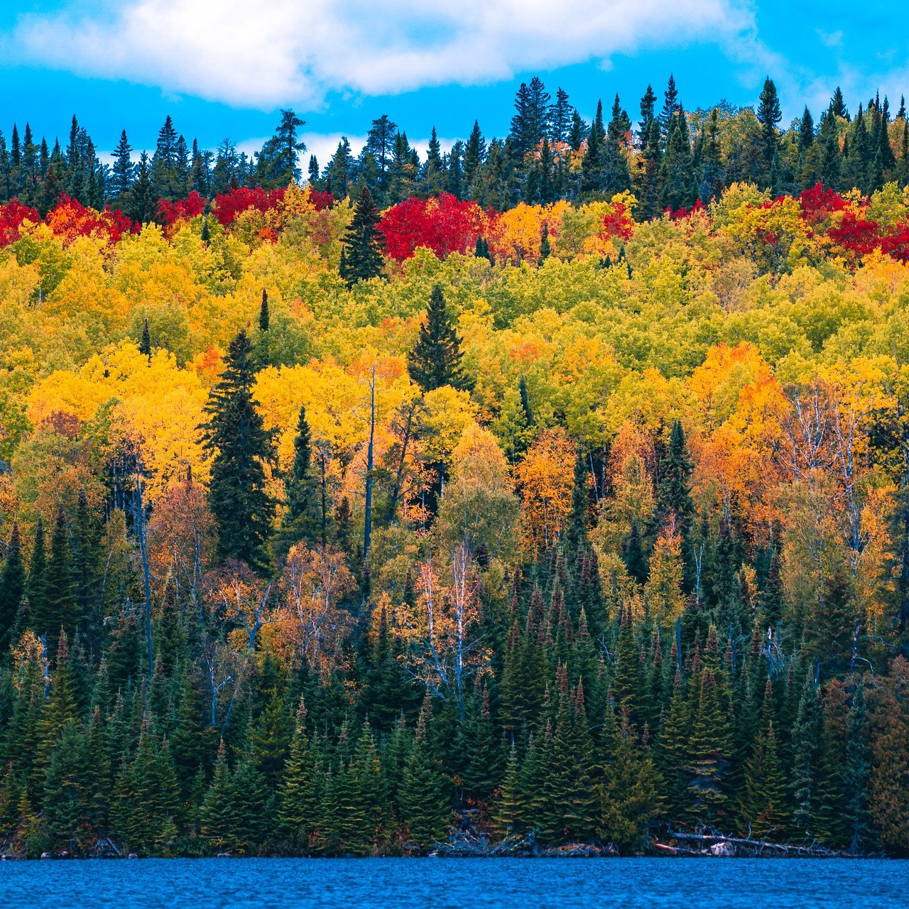 Illustration représentant une forêt en automne surplombant une étendue d'eau. 